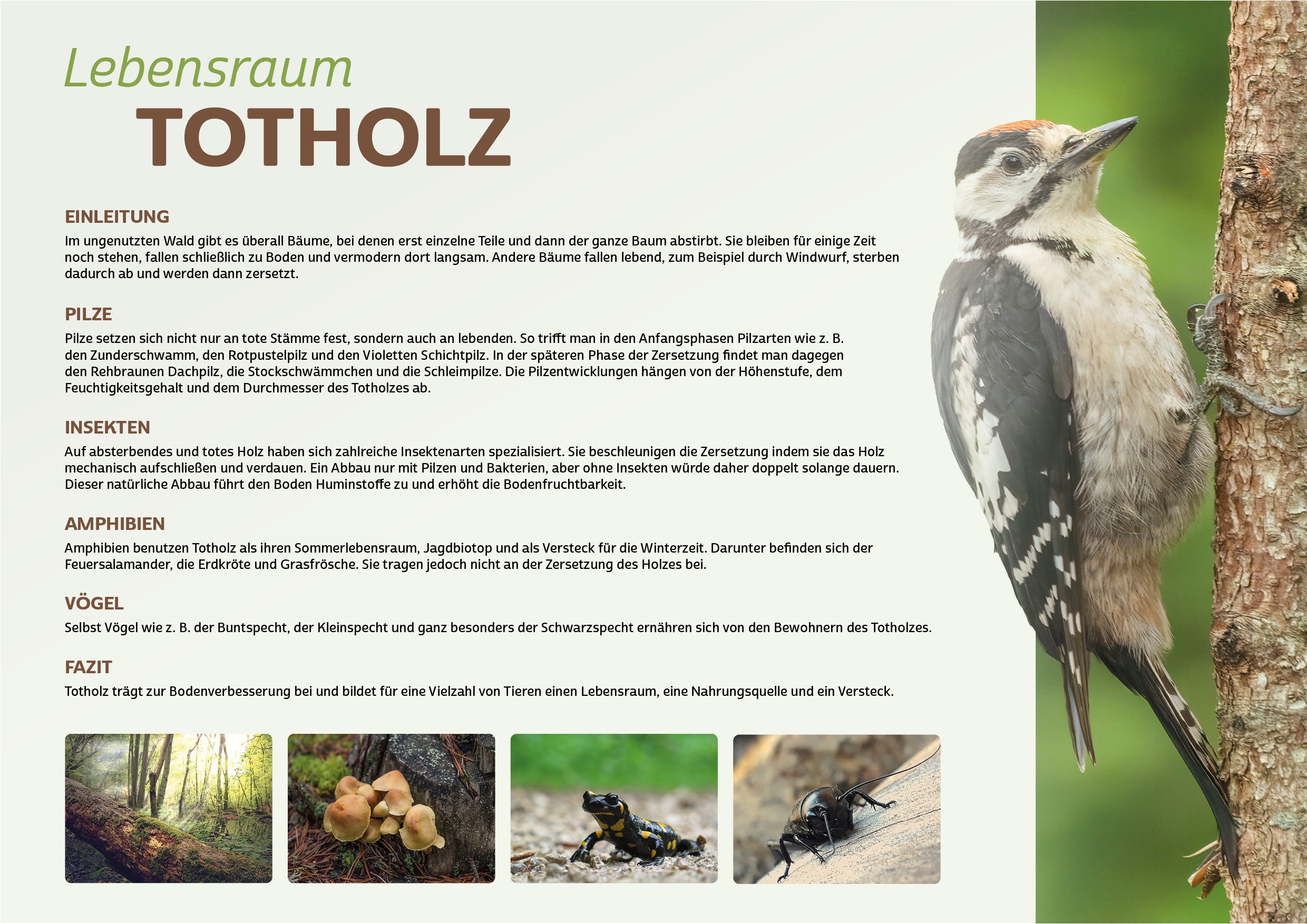 Biodiversitt1700