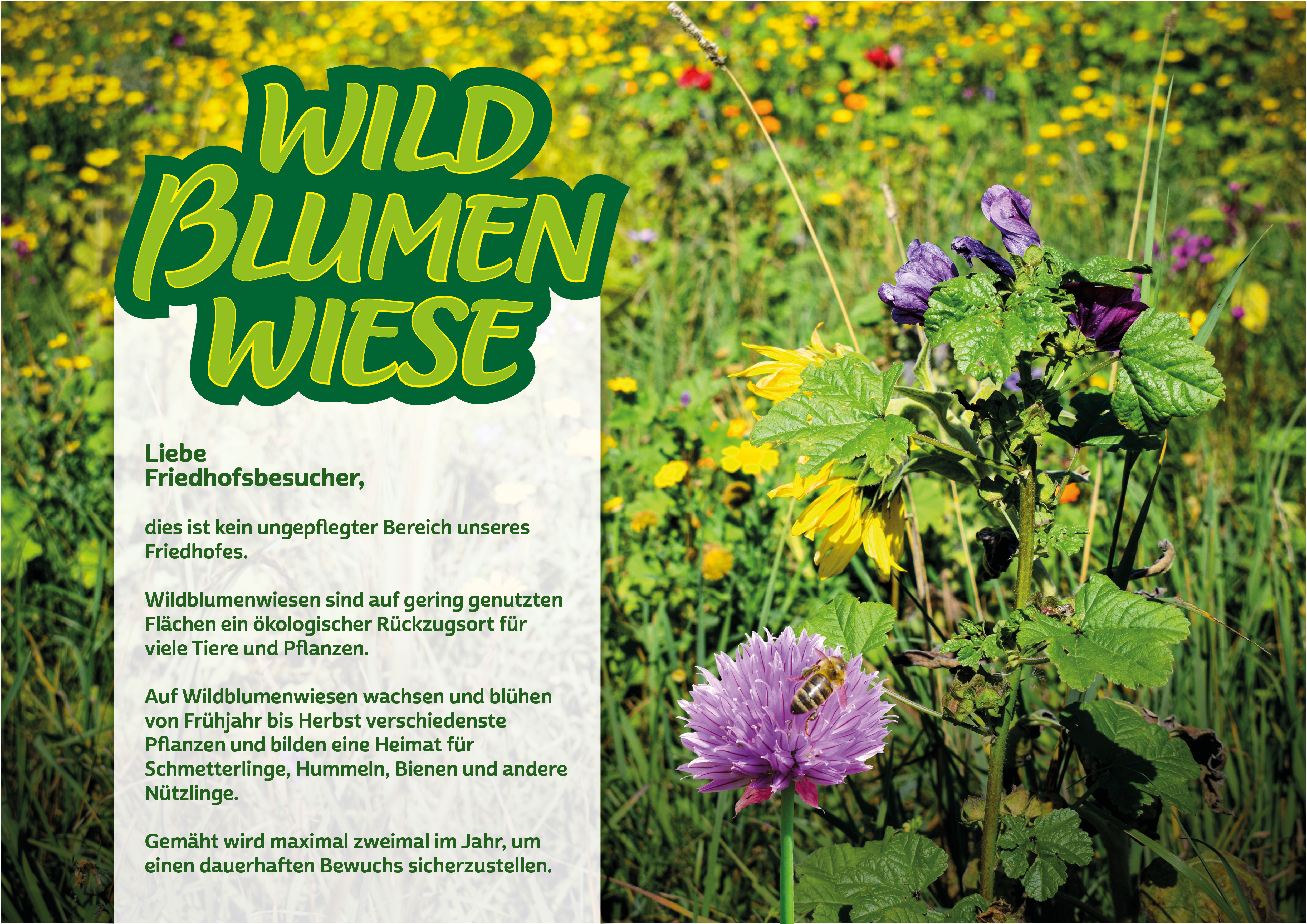 Wildblumenwiese